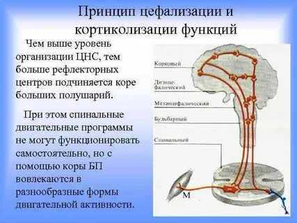 Принципы цнс