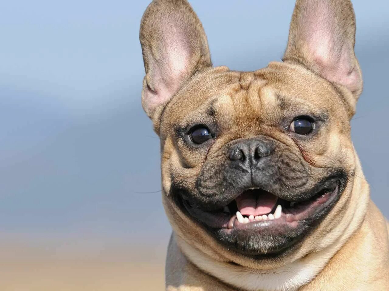 Собака улыбака французский бульдог. Французский бульдог брахицефал. Собака улыбка французский бульдог. Ушастый бульдог.