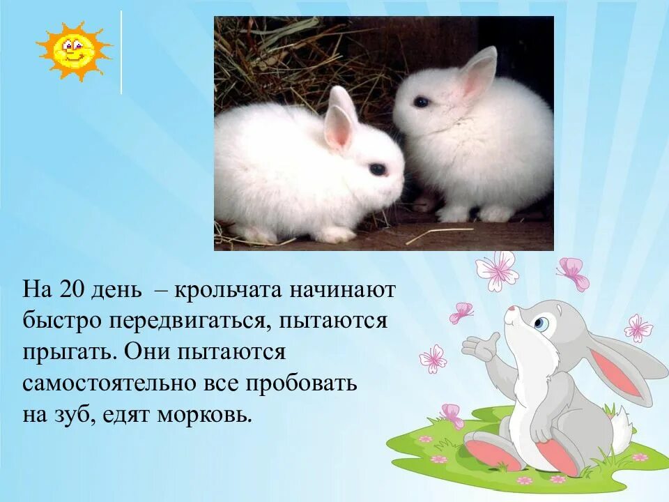Проект по окружающему миру на тему кролики Исследовательская работа.Мои домашние питомцы-кролики.