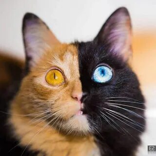 Двуликая кошка