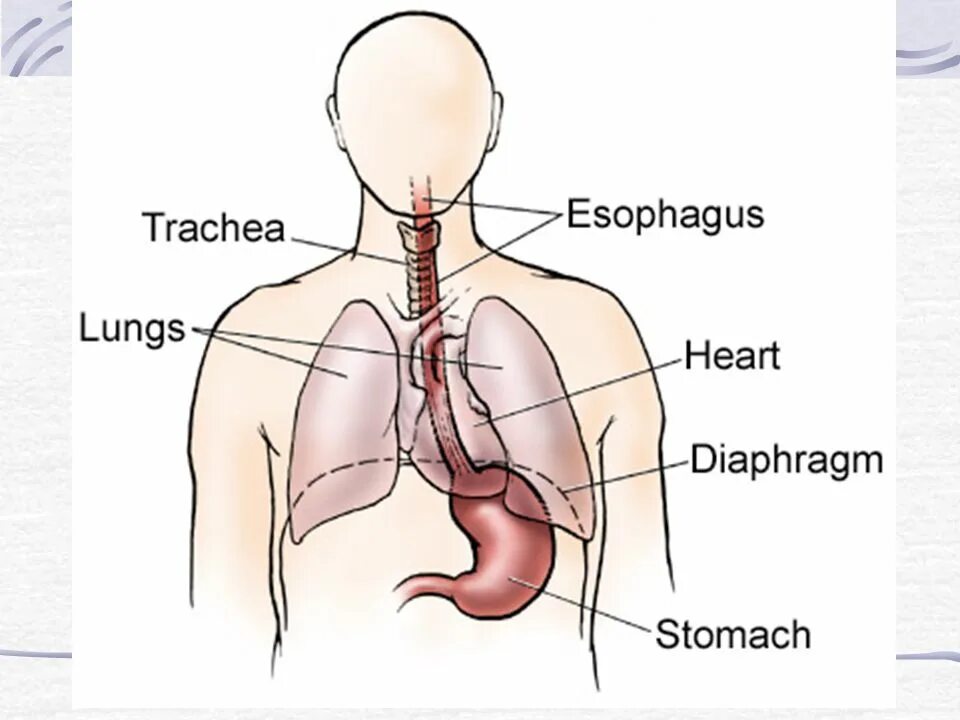 Пищевод и трахея человека. Пищевод и сердце расположение. Пищевод и легкие расположение. Анатомия пищевод и легкие.