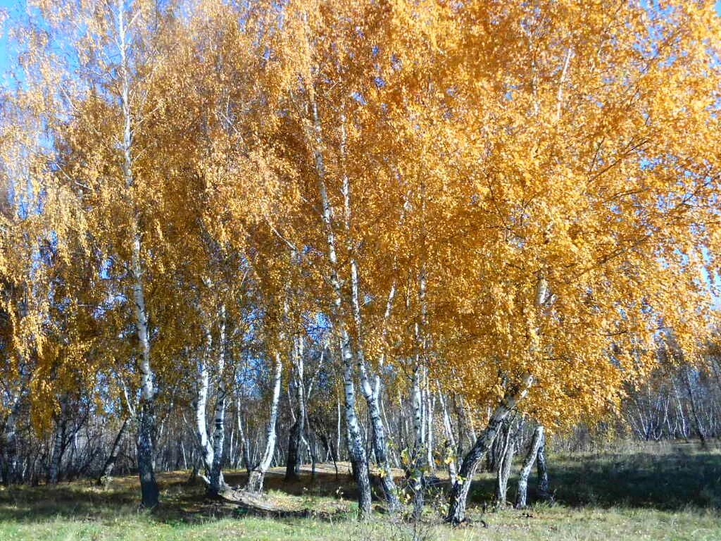 Березово золото. Березово золото. Золото берез. Осенняя березка. Золото берез.