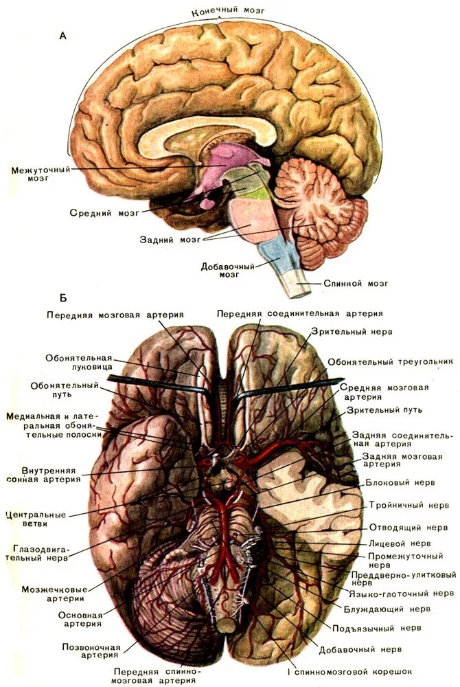 Животная часть мозга