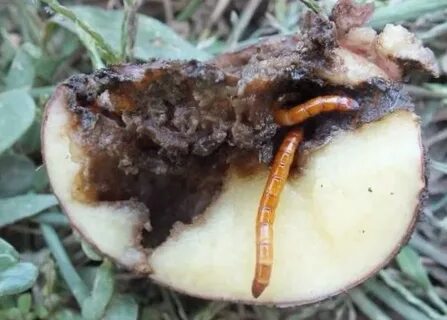 Жуки которые едят картофель