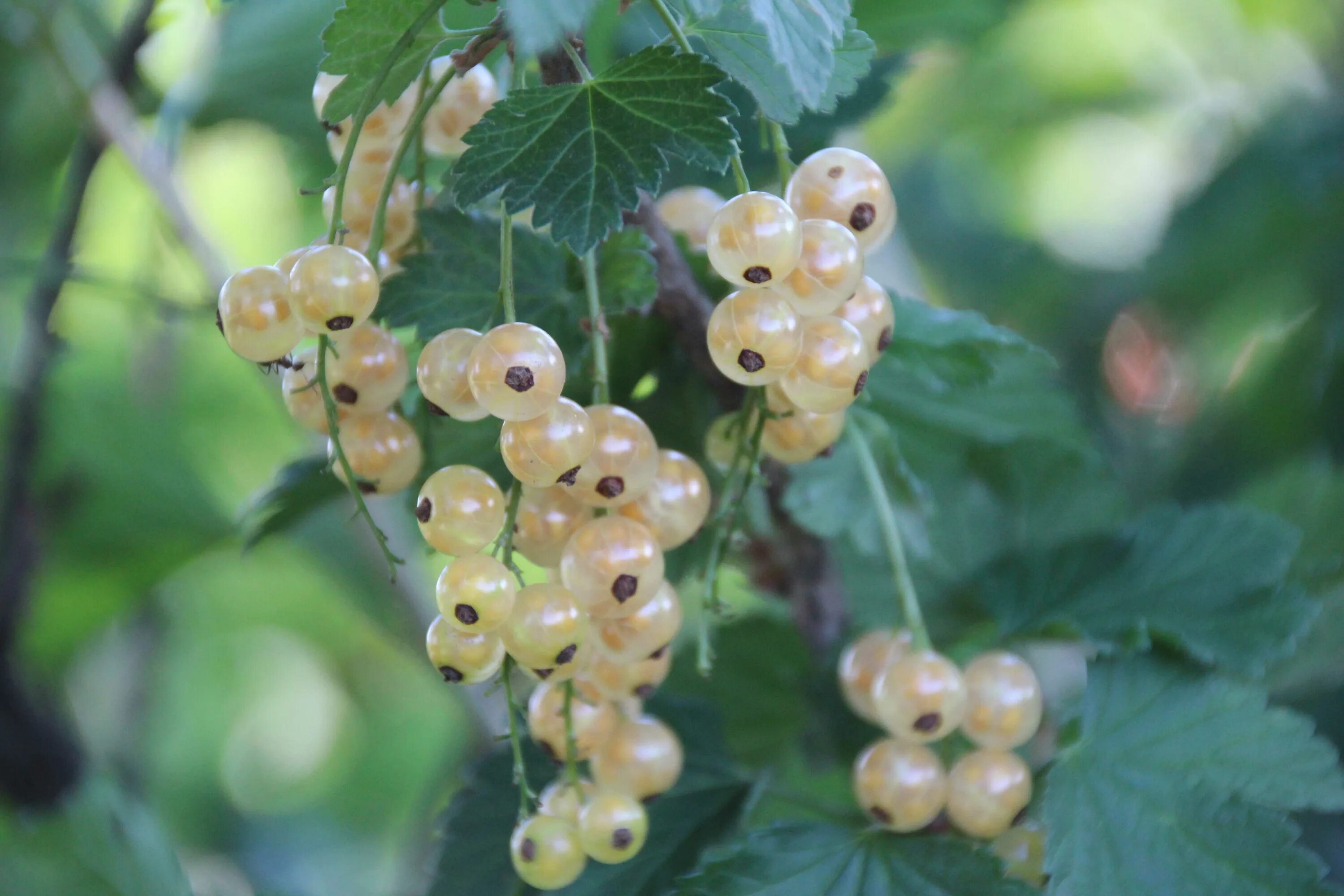 Белая смородина. Смородина белая Беляна. Смородина белая (ribes niveum `Версальская`). Красная смородина Беляна. Смородина сорт Беляна.