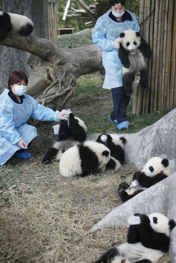 Большая панда сколько живут. Панда Живая. Панда в живой природе. Панда обитает.
