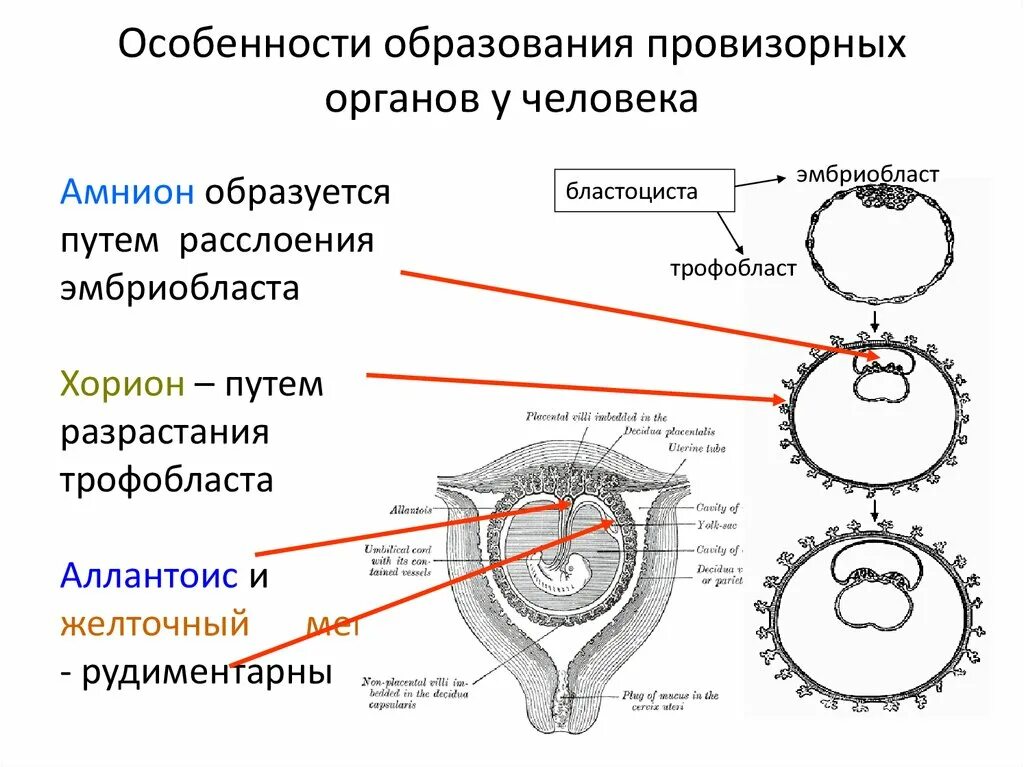 Строение зародыша хорион амнион. Функции хориона и аллантоиса. Провизорные органы зародыша таблица. Амнион и хорион человека. Появление амниона и других зародышевых оболочек