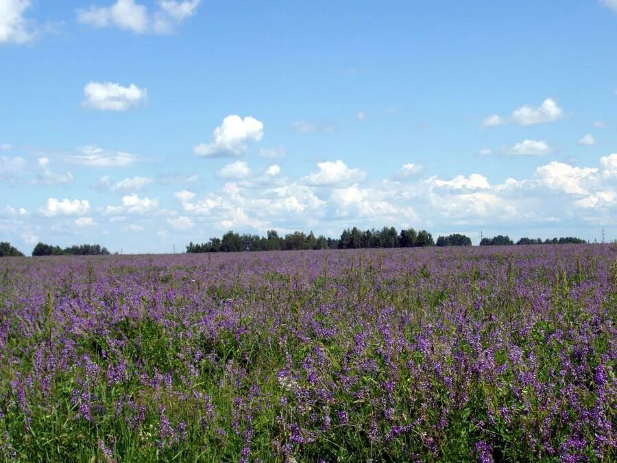 Многолетние кормовые травы. Кострец безостый bromus inermis. Кормовые травы фото. Кострец (костер) безостый. Люцерна посевная сидерат.