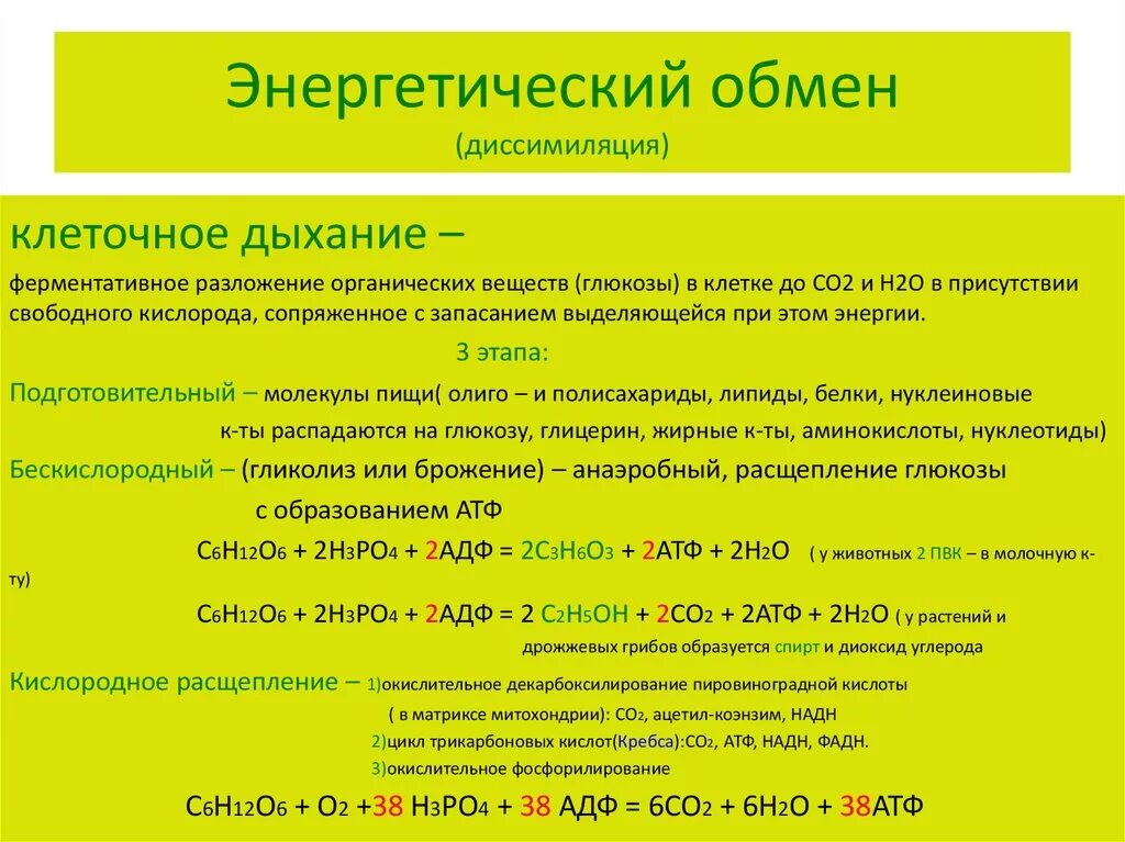 Сколько атф в кислородном этапе. Формула 2 этапа энергетического обмена. Энергетический обмен этапы окисления Глюкозы. Формула подготовительного этапа энергетического обмена. Основными процессами энергетического обмена являются.