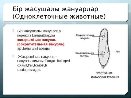 Сократительные вакуоли функции жгутики функции