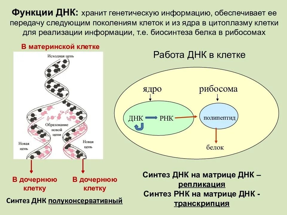 Служит матрицей при синтезе полипептидов. Биосинтез белка строение. 3. Строение и функции нуклеиновых кислот. Механизмы передачи генетической информации. Нуклеиновые кислоты РНК.