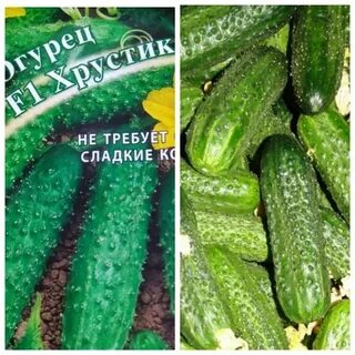 Огурец для засолки самоопыляемые