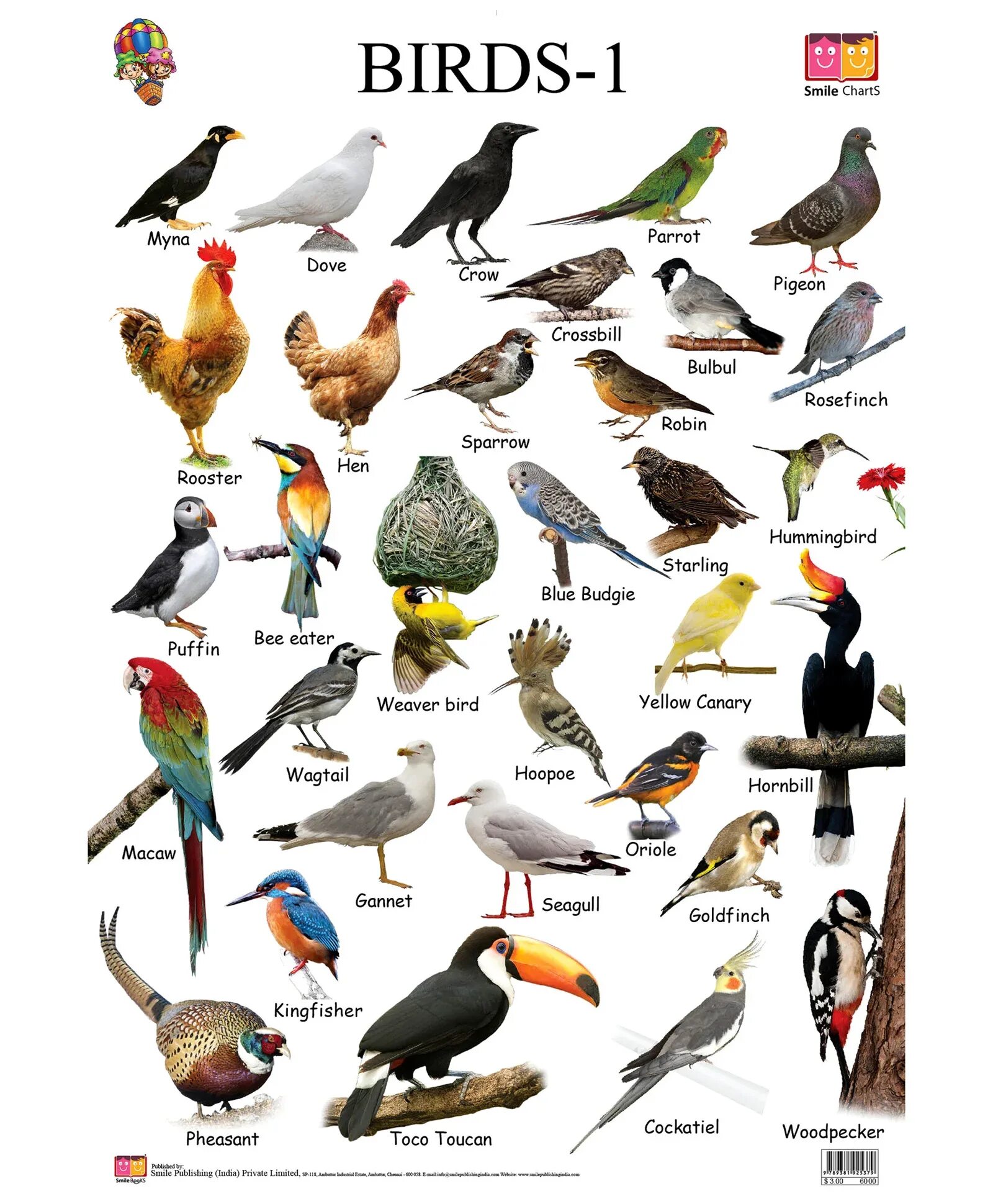 Говорящие птицы названия. Название птиц. Птицы на английском языке. Названия птиц на англ. Birds названия.