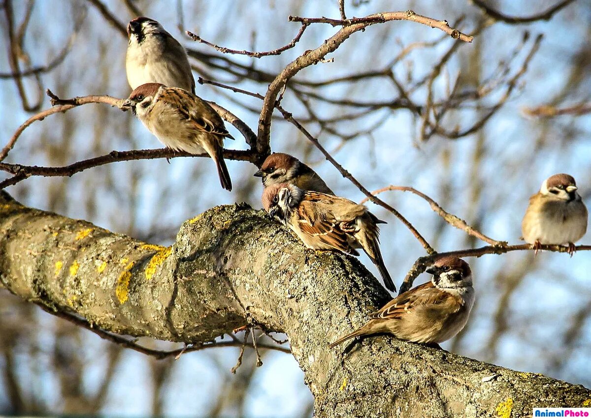 влюбленные воробьи. воробьи. воробьи налетели. н носов когда мы смеемся. птичка на ветке.