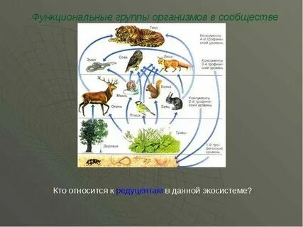 Растения являются редуцентами