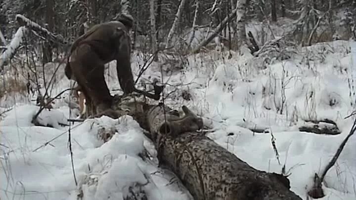 Новинки про тайгу. Счастливые люди Енисей осень.