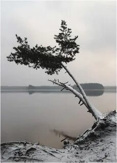 Звенящая тишина