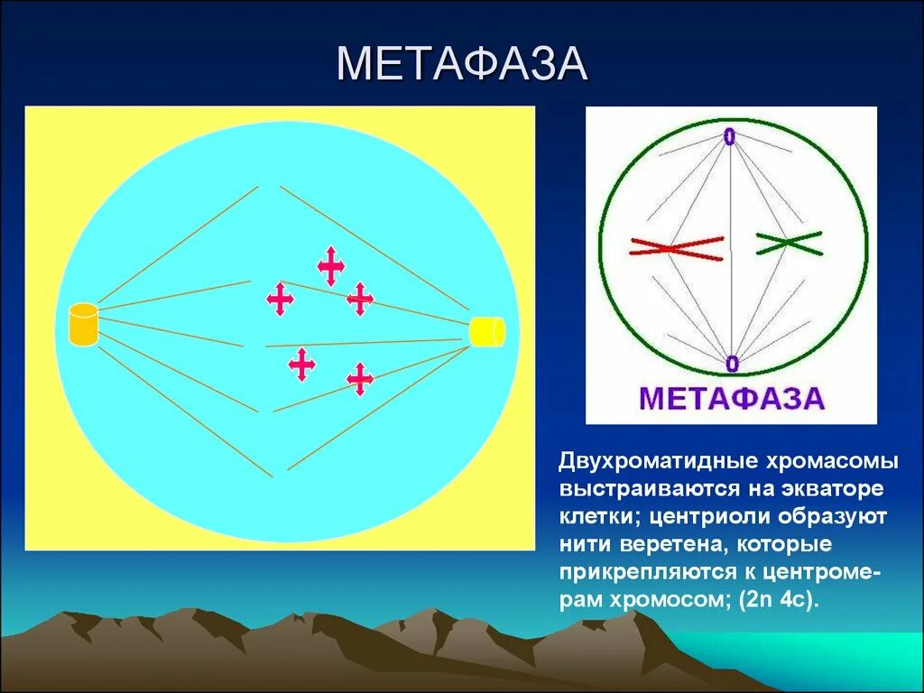 Метафаза это кратко. Особенности метафазы. метафаза протекающие процессы. метоыаща. метафаза митоза.