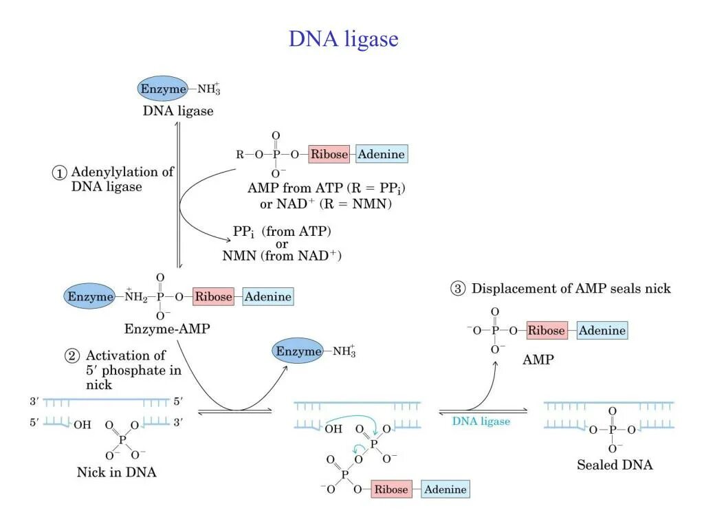 Днк лигаза. Dna ligase. Dna ligase. Ligazalar. Сателлиты днк.