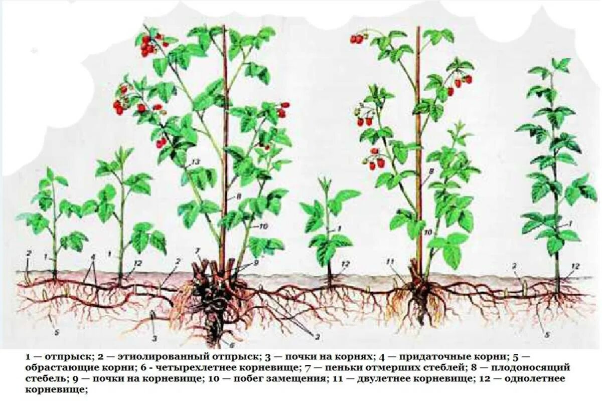 Малина ремонтантная куст. Размножение корневыми отпрысками. Корневые отпрыски малины. Малина размножается вегетативно. Сколько лет корневой