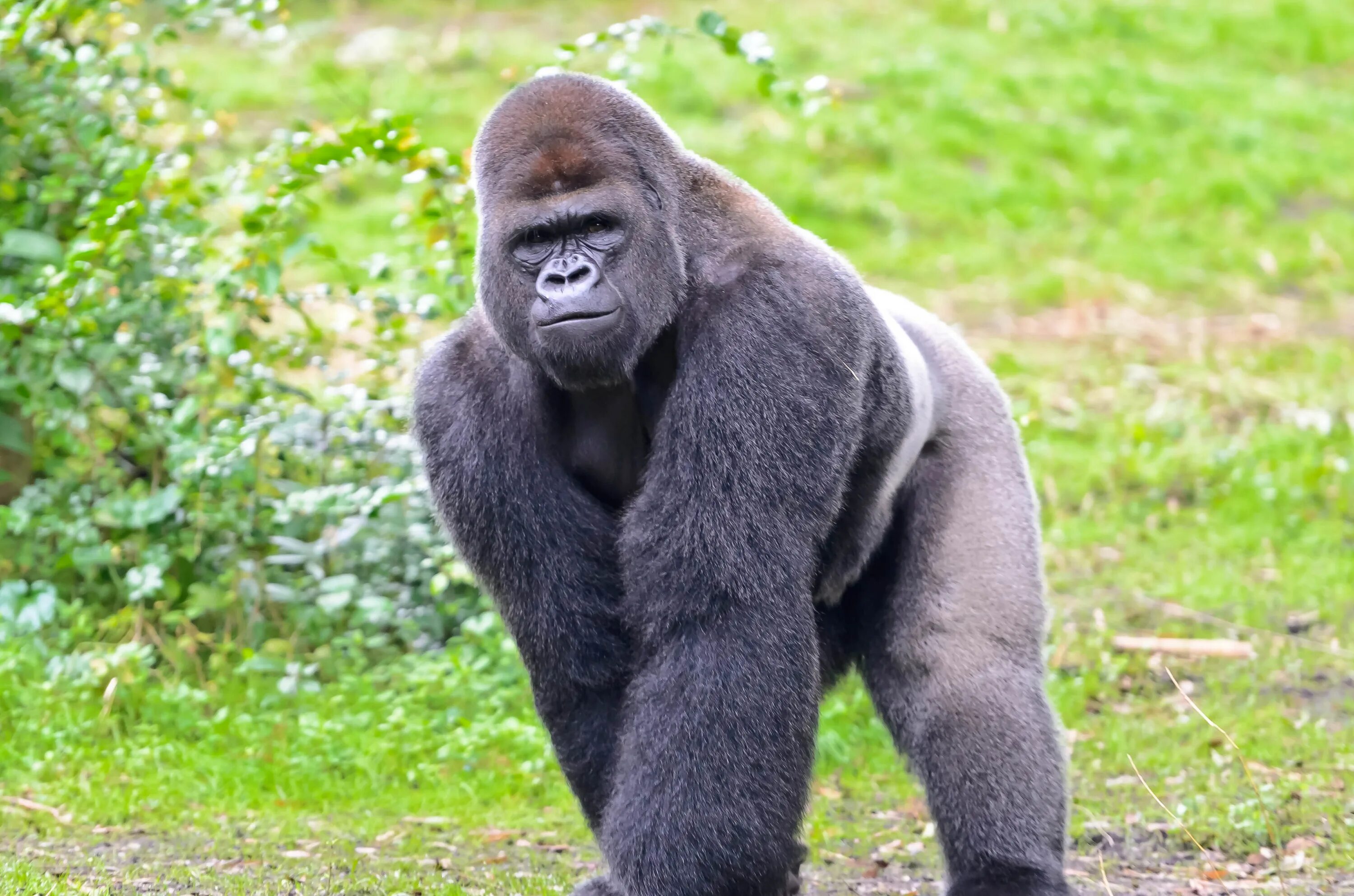 Горилла википедия. Равнинная горилла. Горилла животное Африки. Западная равнинная горилла. Горилла горилла горилла горилла.