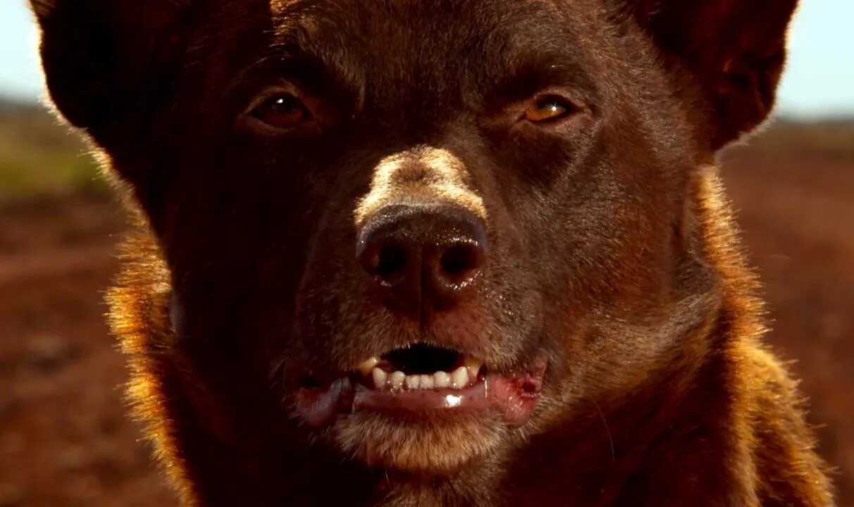 Фильм про красную собаку. Red dog blue dog. Red dog blue dog. Red dog фильм 2016. Луи де берньер "рыжий пес".