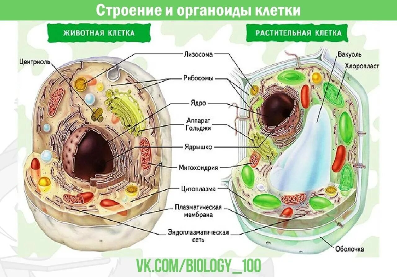 Органы клетки. Строение клетки. Растительная и животная клетка. Различие животных и растительных клеток.
