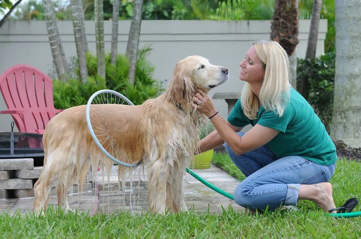 Pet clean. Мытье собаки. Мойка для собак. Душевая для собак.