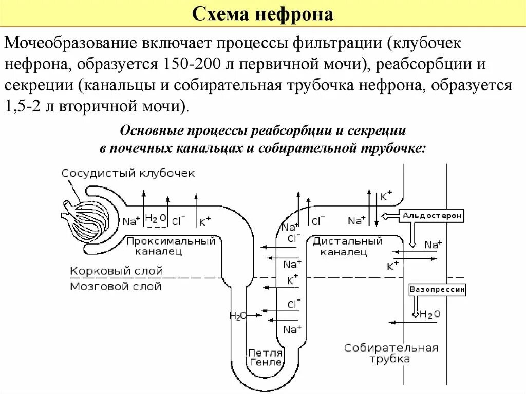 Нефрон схема фильтрации и реабсорбции. Схема мочеобразования фильтрация реабсорбция и секреция. Строение нефрона реабсорбция фильтрация. Схема фильтрации секреции реабсорбции в нефроне. Прохождение мочи по нефрону