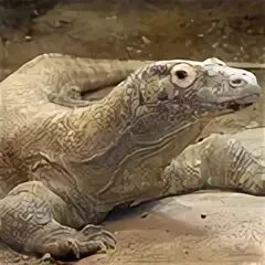 Ящерица 5 букв сканворд первая