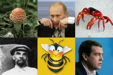 Почему краб