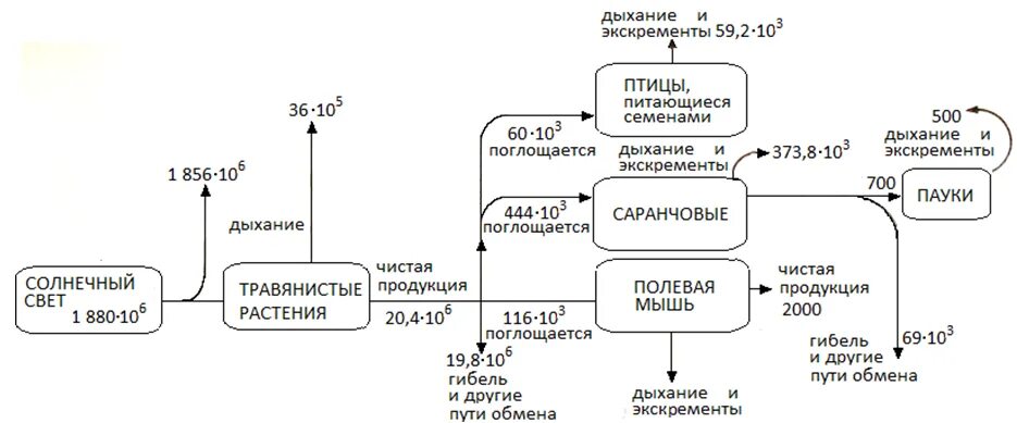 Поток энергии через небольшую часть Луговой экосистемы. Какова Валовая первичная продукция злаков и разнотравья?. Валовая продукция экосистемы. Валовая первичная продукция. Валовая энергия