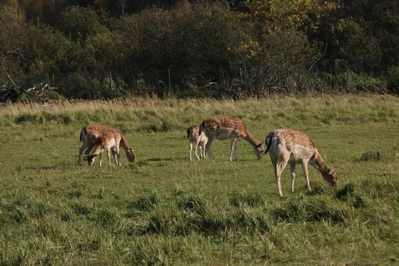 крестовский остров санкт-петербург аттракционы. монорельс диво остров. дива парк фенино. крестовский остров парк диво остров. крестовский остров санкт-петербург парк.