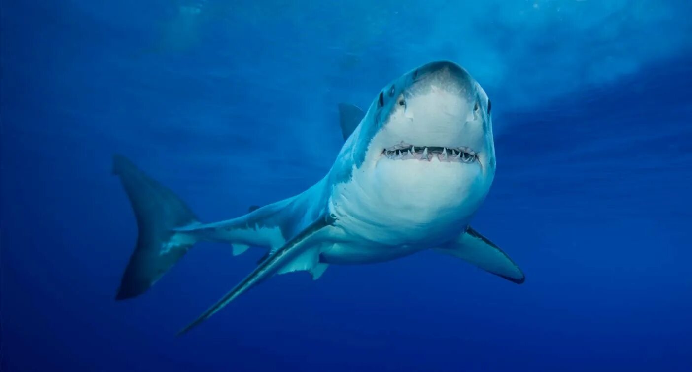 Черноперая рифовая акула. Средиземная акула. Акулы средиземного моря израиль. Акулы средиземного моря. Средиземная акула.