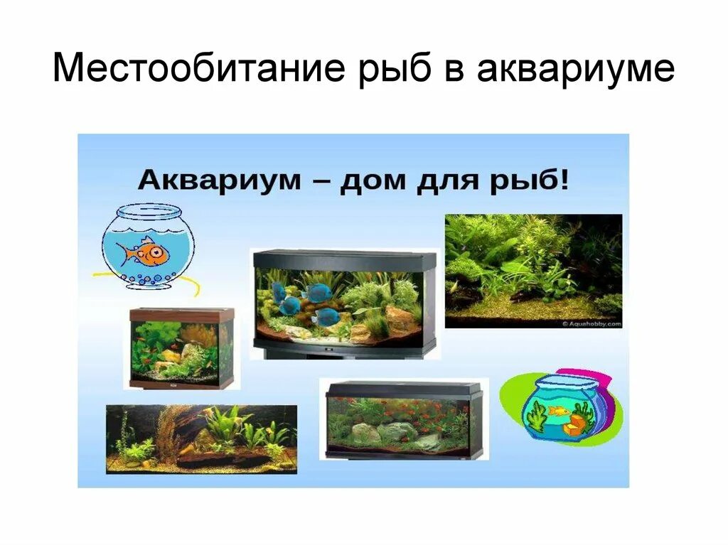 Местообитание рыб. Рыбки для аквариума для презентации. Аквариум для презентации. Аквариумные рыбки презентация.