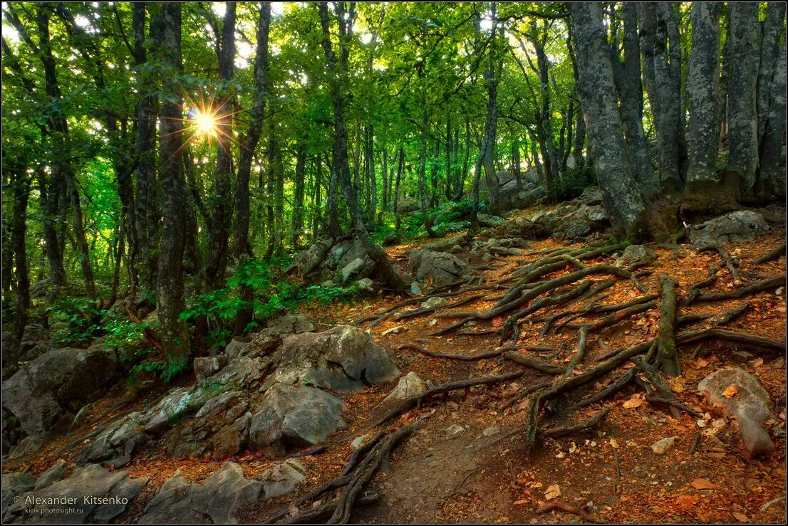 какие леса в крыму. агармышский лес в крыму. ялтинский горно лесной заповедник в крыму. какие леса в крыму. национальный парк крымский алушта.