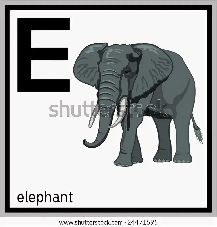 Слон на английском языке. Слон карточка на английском. Слон по английскому с транскрипцией. Слон на английском с транскрипцией. Транскрипция слова слон