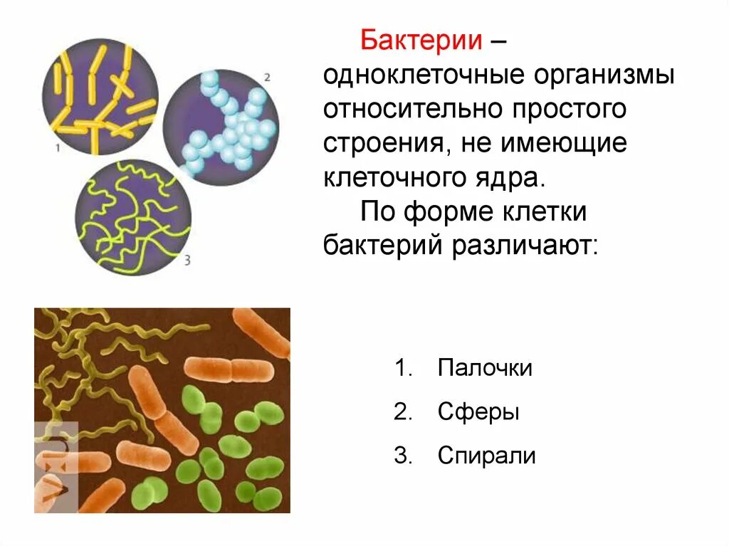 Тема бактерии и вирусы 5 класс. Бактерии различают. Вирусы и бактерии. Виды бактерий и вирусов. Бактерии и вирусы для доклада.