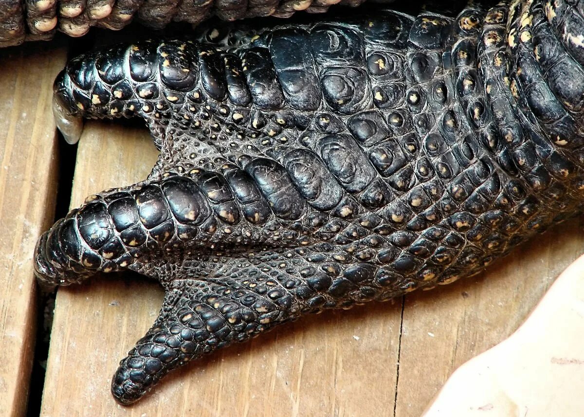 Драконьи кости и чешуя. Остеодерма крокодила. Кожный Покров крокодила. Чешуя варана. Кожа рептилий.