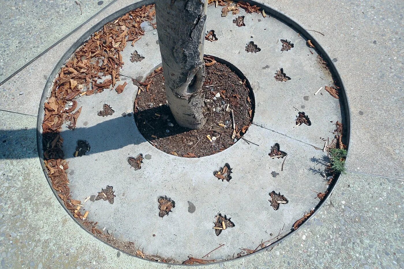 Бетонные круги для деревьев. Приствольный круг для деревьев. Приствольный круг металлический. Приствольное кольцо для деревьев.