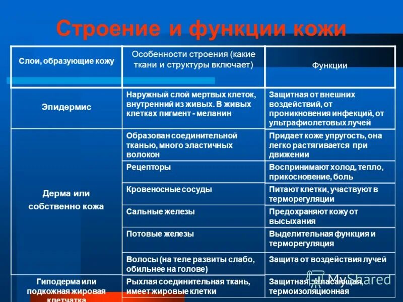 Таблица по биологии слои кожи строение функции. Таблица слой кожи особенности строения функции. наружные покровы тела строение и функции кожи таблица. функции эпидермиса 8 класс биология. слои кожи строение и функции таблица.