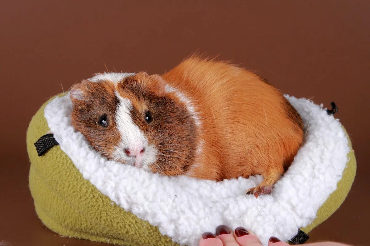 хомяк сирийский. хомячок роборовского. морская свинка домашняя. хомяк домашний джунгарский. стоит ли заводить хомяка.