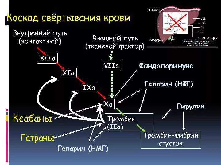 Ферменты свертывания крови. Каскад активации факторов свертывания крови. Внешний путь свертывания крови схема. Каскадная схема свертывания крови. Внутренний Каскад свертывания крови.