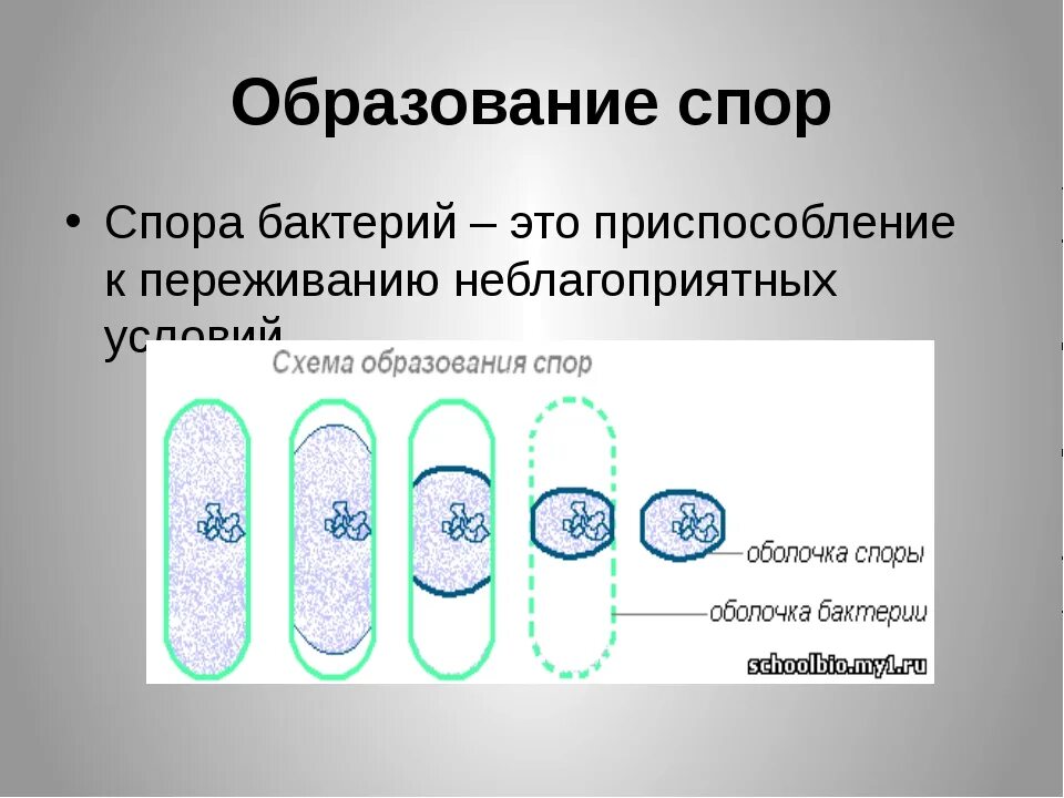 Спора особая клетка. Образование спор у бактерий 5 класс биология. Схема образования спор у бактерий. Спора бактерий схема. Схема образования споры бактериальной клетки.