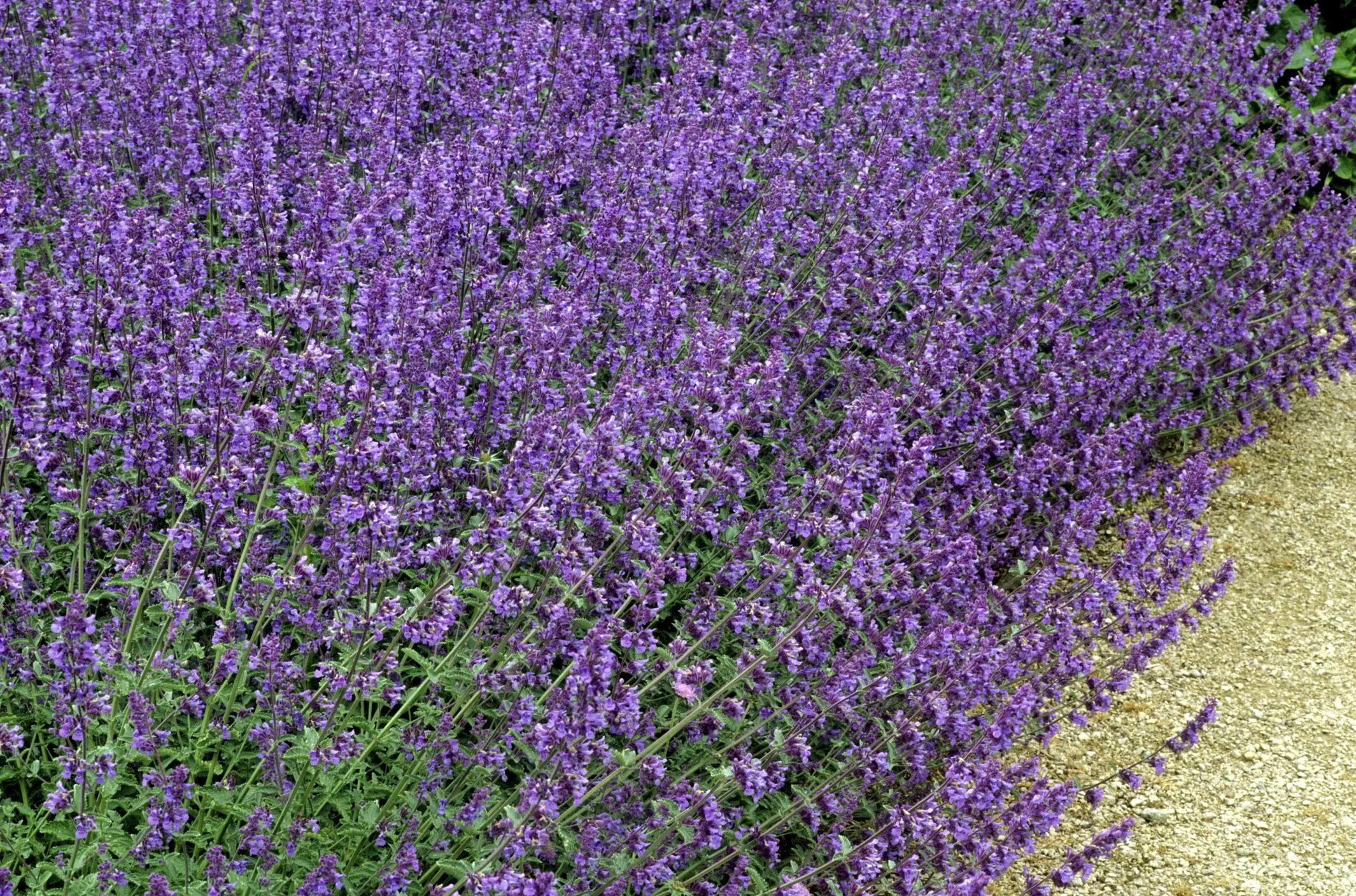 Сильно пахнущие травы. Котовник кошачий (Nepeta cataria). Котовник сиреневый. Котовник Фассена. Котовник бархат.