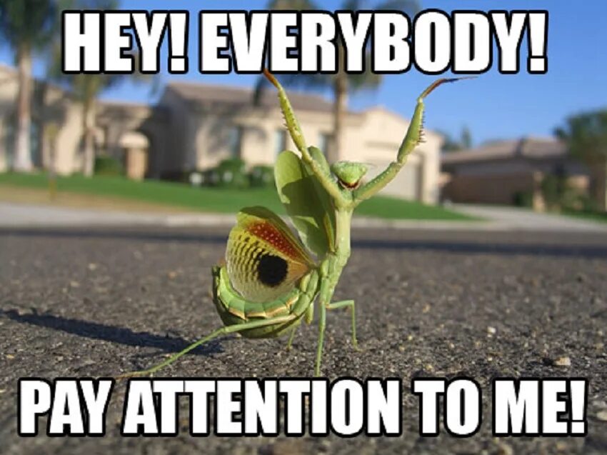 Pay little attention. Pay attention. pay attention картинка. to pay attention to. pay attention to me.