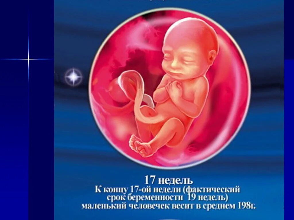 Беременность срок 17 недель. Ребёнок на 17 неделе беременности. Ребёнок на 16 неделе беременности.