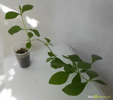 Черенки клеродендрума