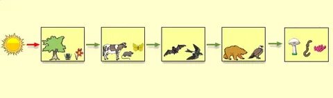 Торопецтегі интимдік қызметтер