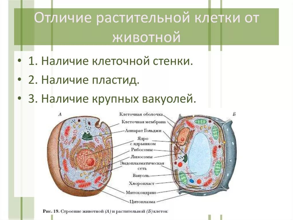 Как отличить клетки